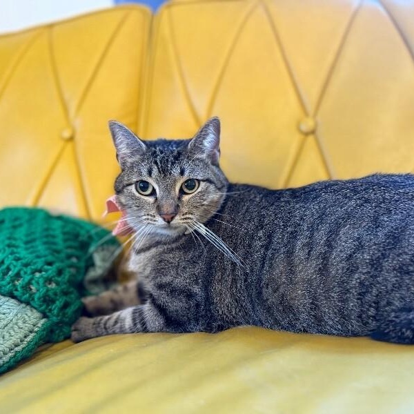 Margarita snugglepurr — thumbnail 3