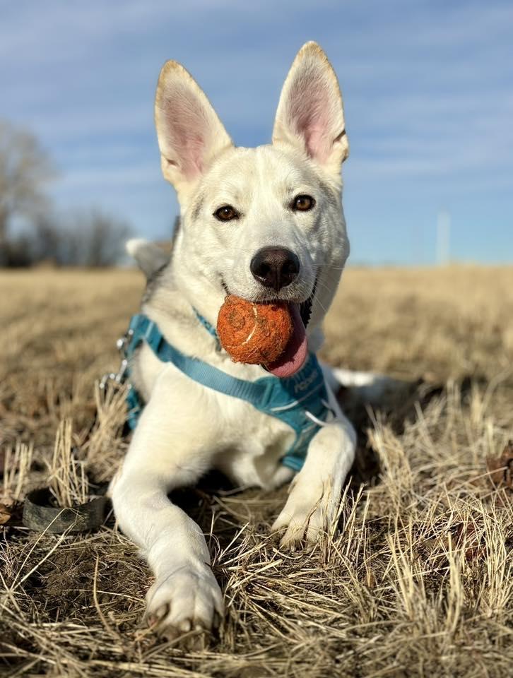 Enlarge Shasta, a ADOPTABLE mixed breed in Medicine Hat, AB image 2/3