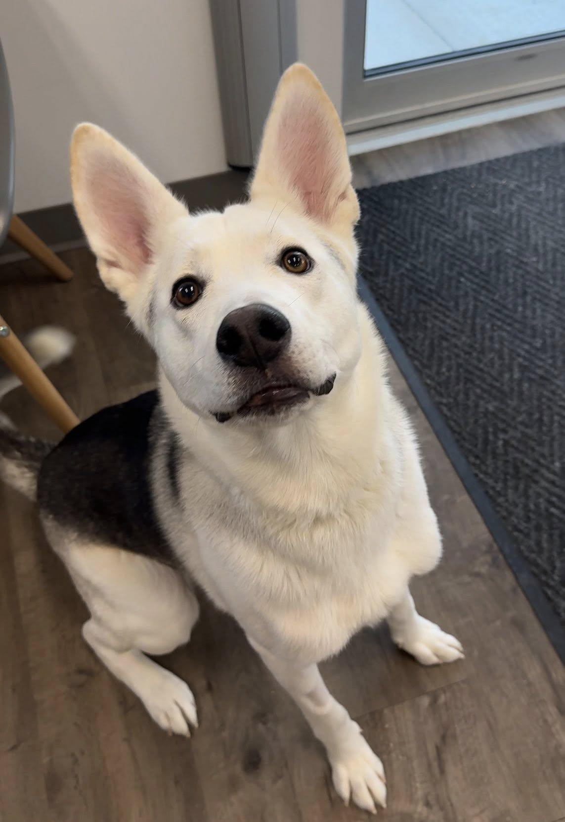Enlarge Shasta, a ADOPTABLE mixed breed in Medicine Hat, AB image 3/3