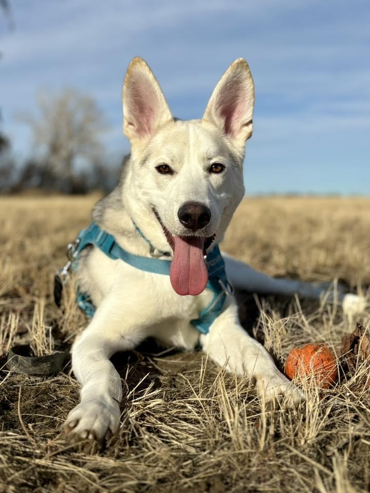 Shasta, ADOPTABLE, Young Male Husky & Shepherd.