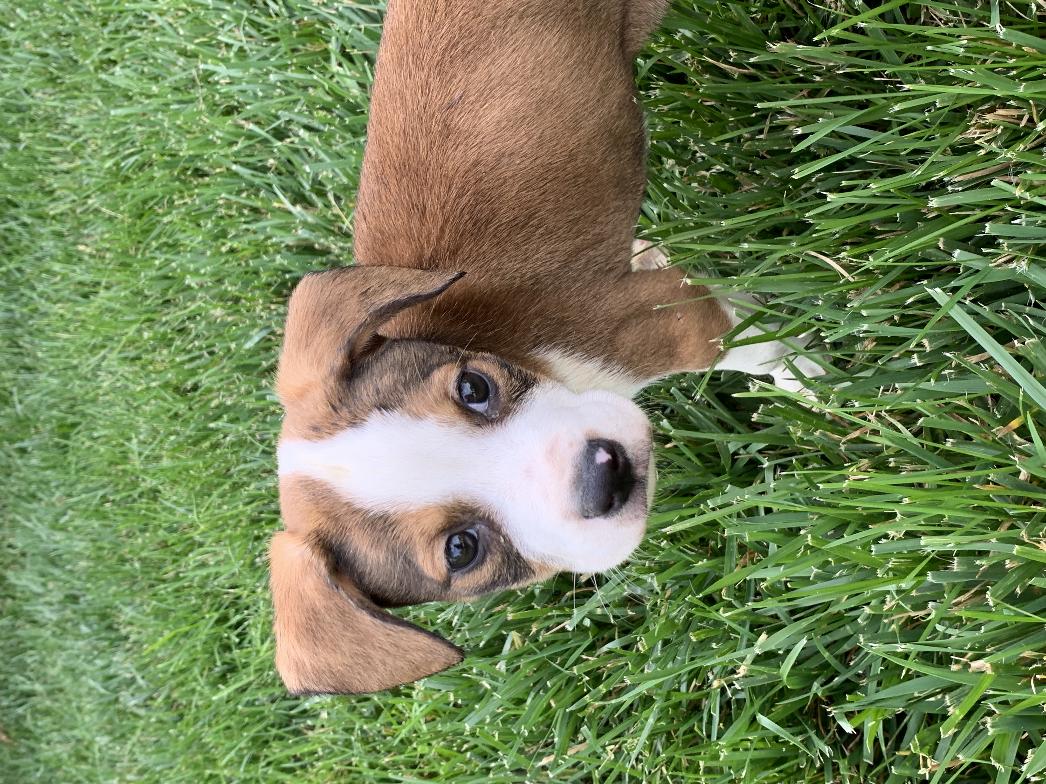 Aster, Adopted, Puppy Male Labrador Retriever.