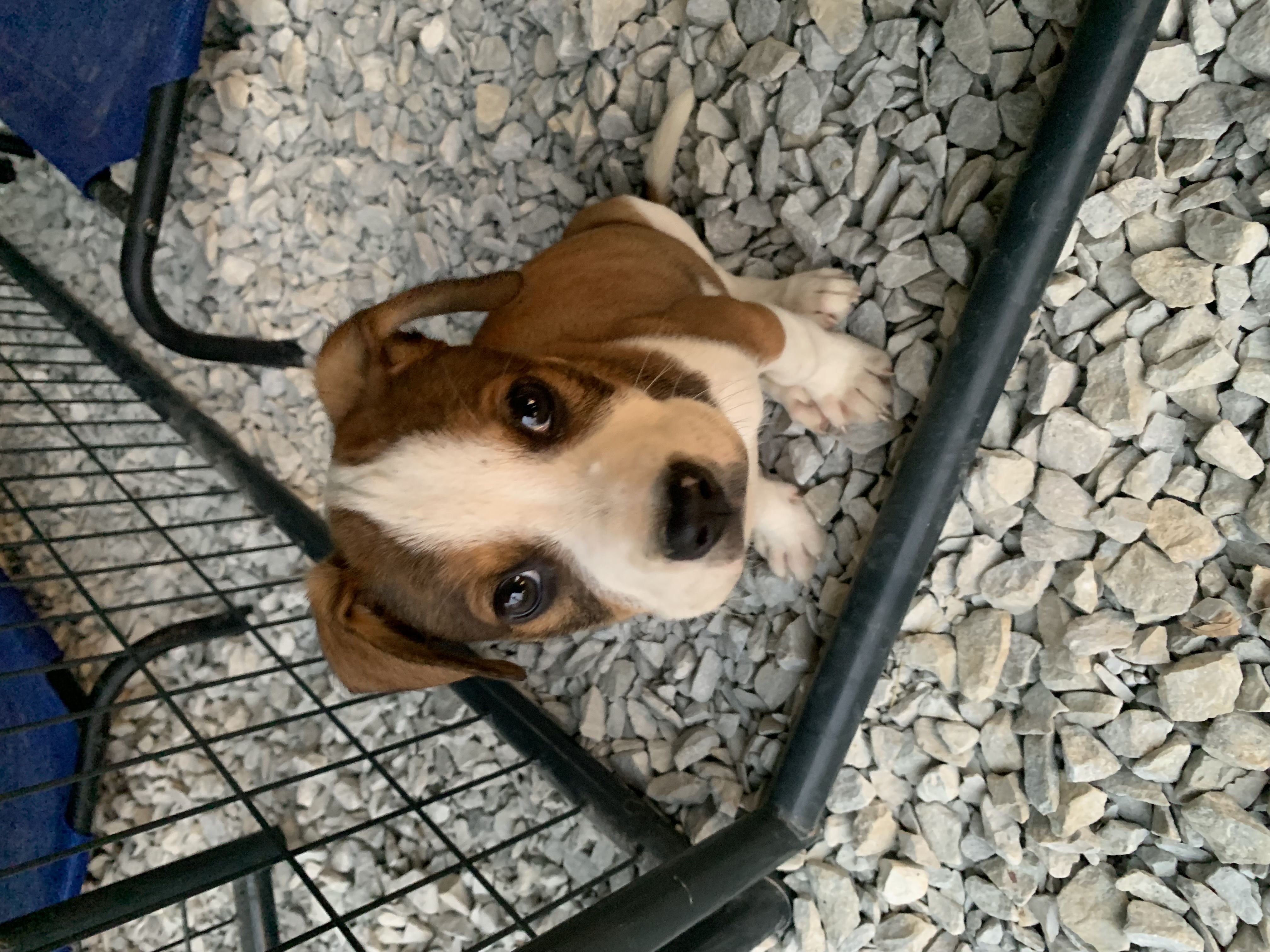 Enlarge Aster, a Adopted Labrador Retriever in Brownstown, IN image 2/3