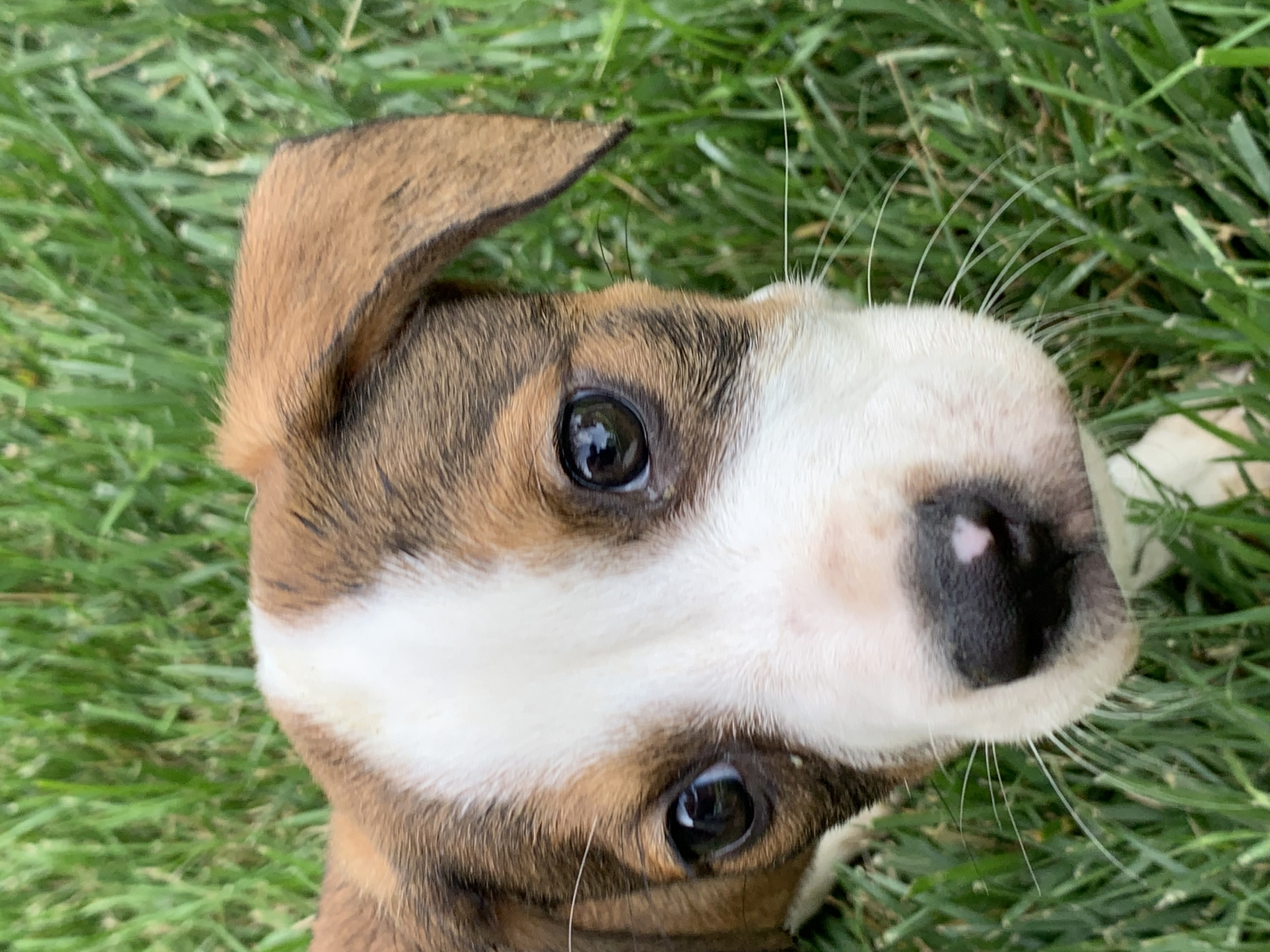 Enlarge Aster, a Adopted Labrador Retriever in Brownstown, IN image 3/3