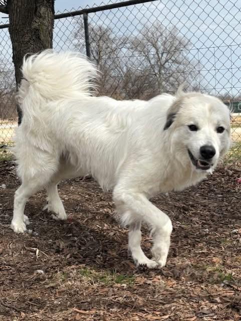 Spruce — thumbnail 2