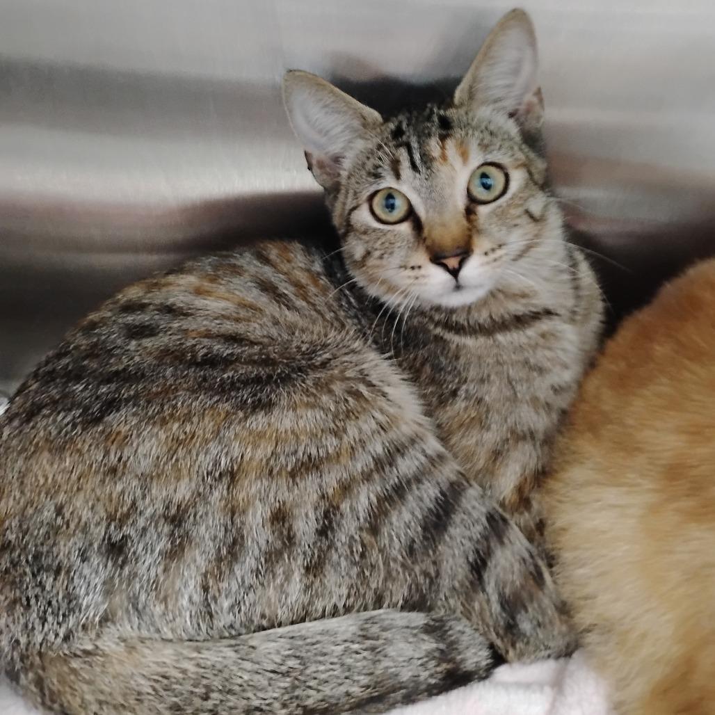 Erin Lindsay, Adoptable, Kitten Female Domestic Short Hair.