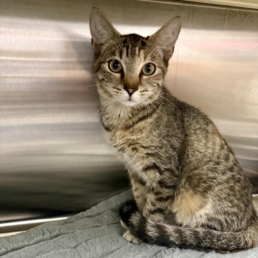 Enlarge Erin Lindsay, a Adoptable Domestic Short Hair in Winchester, TN image 2/2