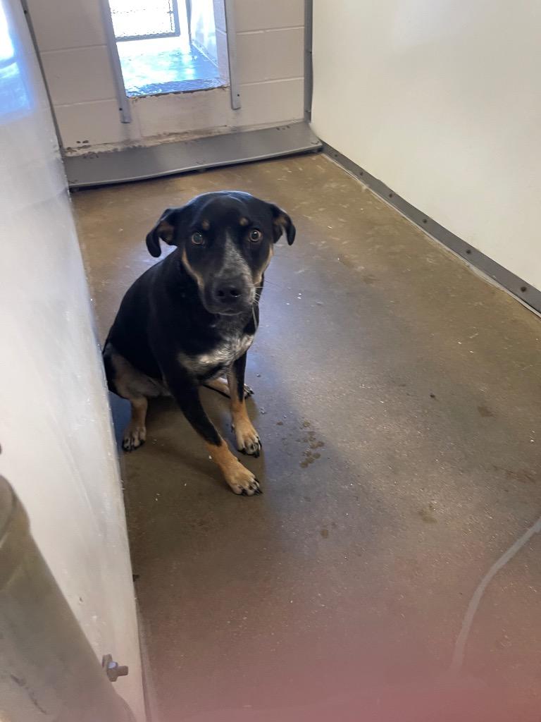 Luna*, Adoptable, Young Female Australian Cattle Dog / Blue Heeler & Mixed Breed.