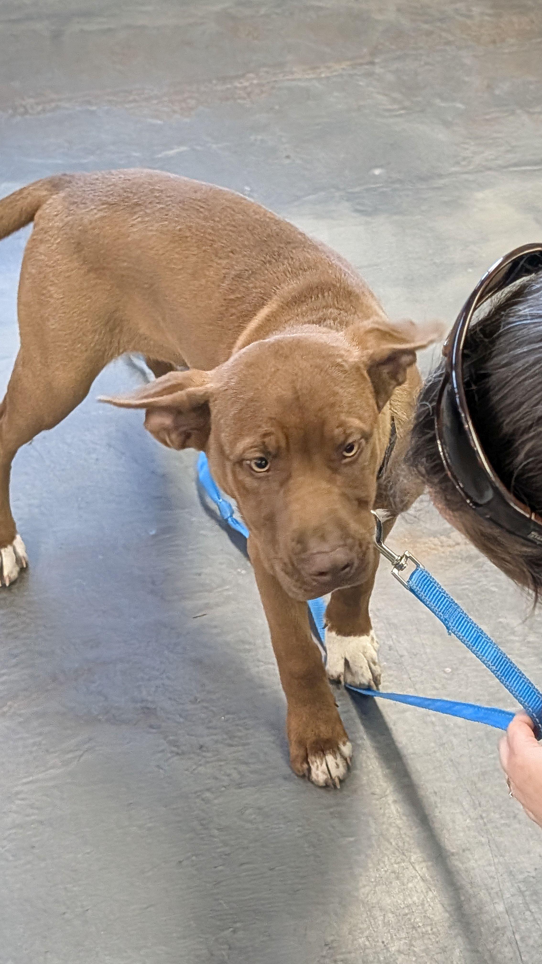 OTIS, a ADOPTABLE mixed breed in Jesup, GA image 2/5