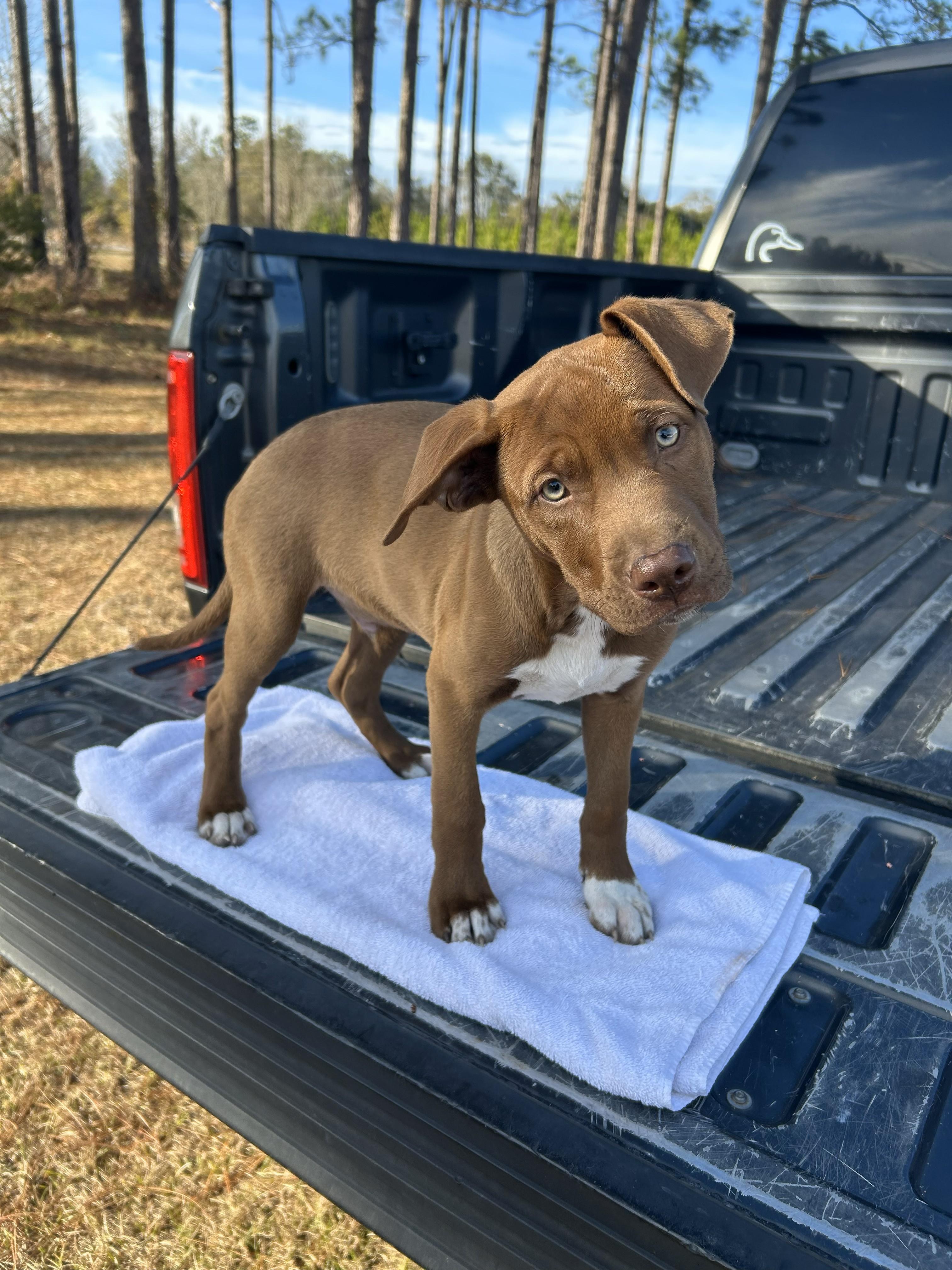 OTIS, a ADOPTABLE mixed breed in Jesup, GA image 4/5
