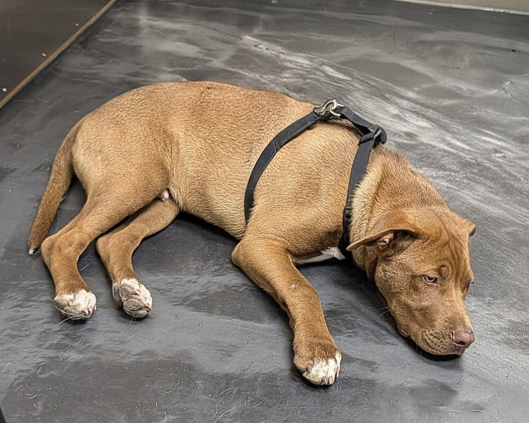 OTIS, a ADOPTABLE mixed breed in Jesup, GA image 1/5