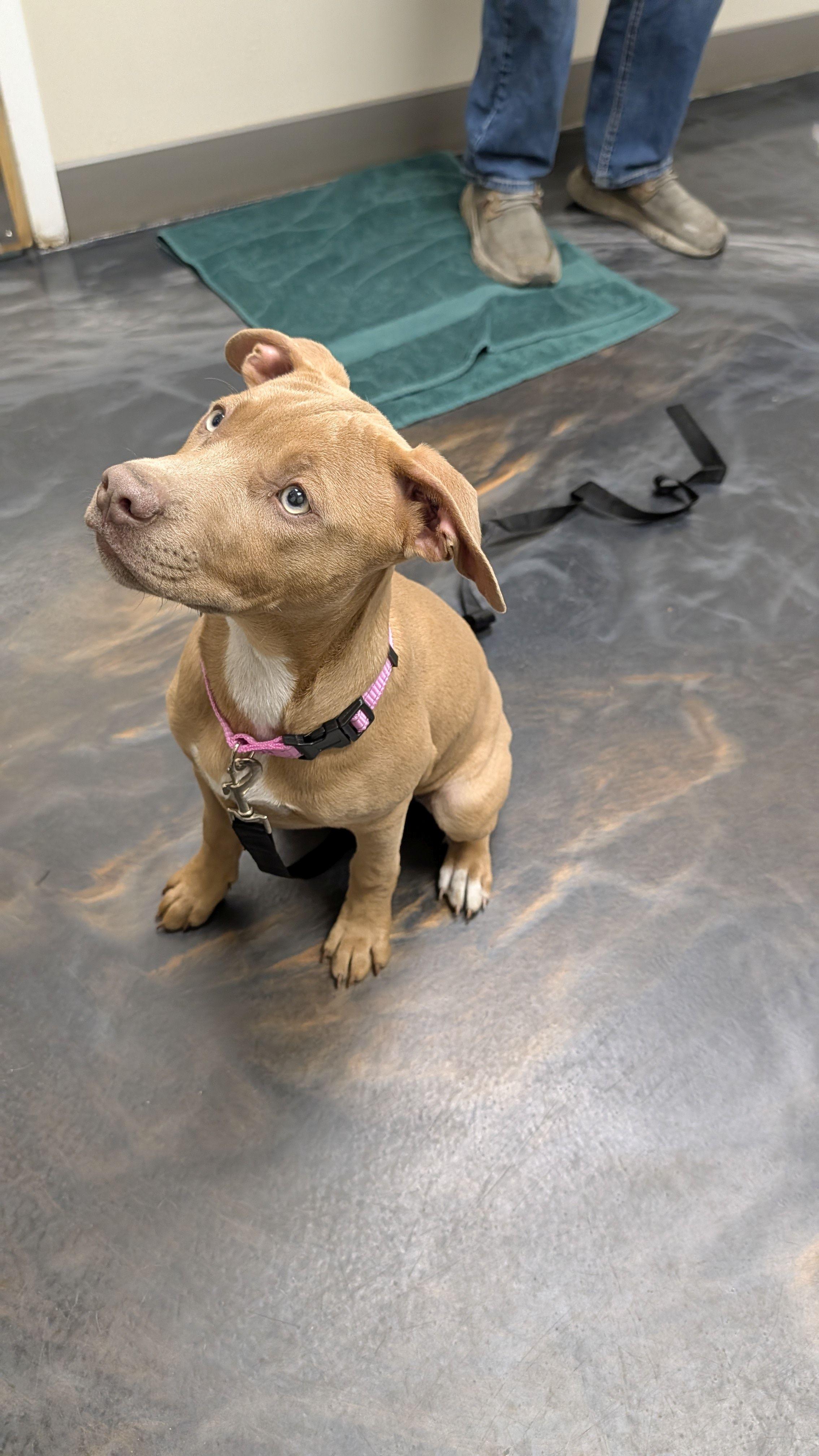 OTIS, a ADOPTABLE mixed breed in Jesup, GA image 5/5