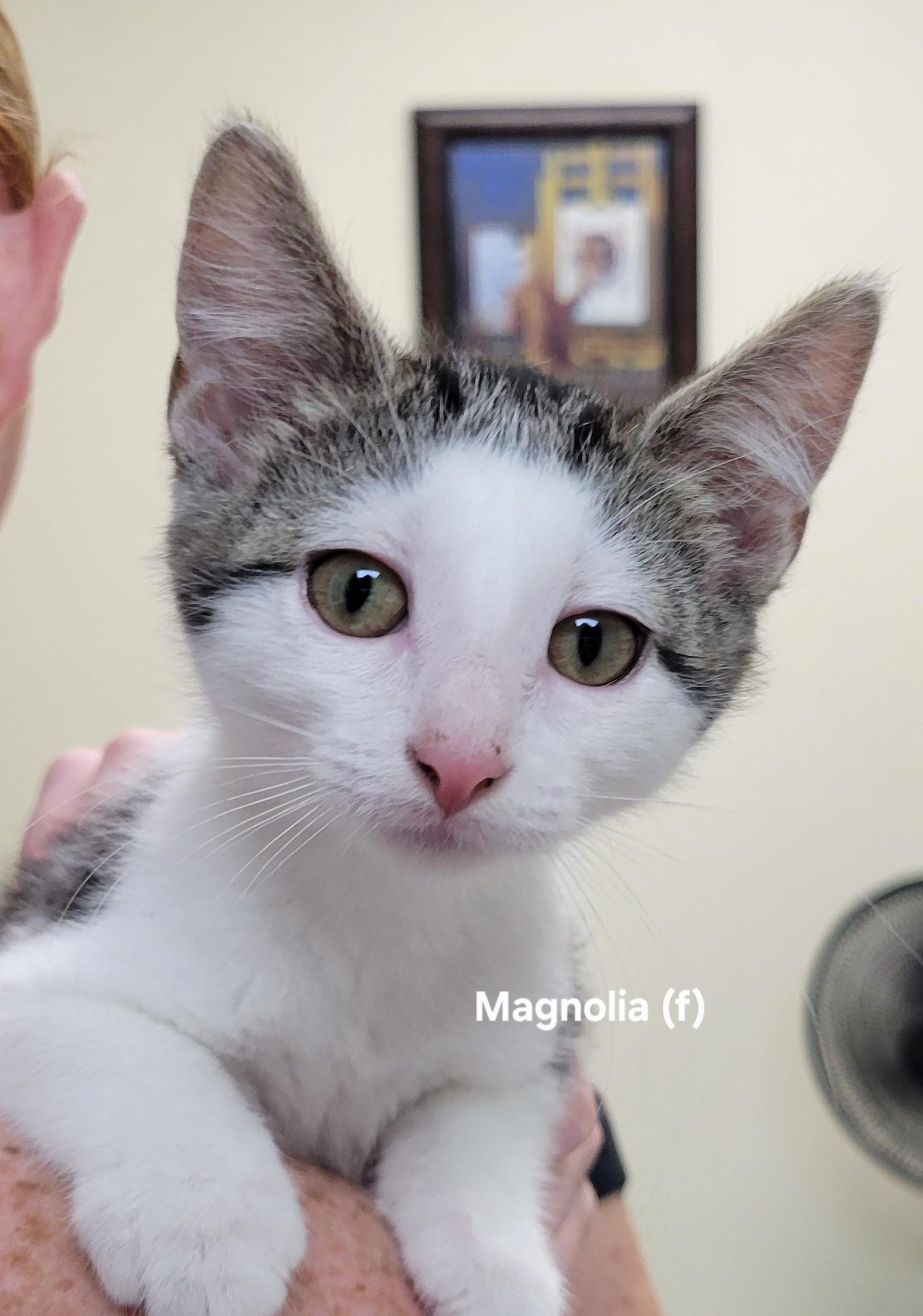 Magnolia