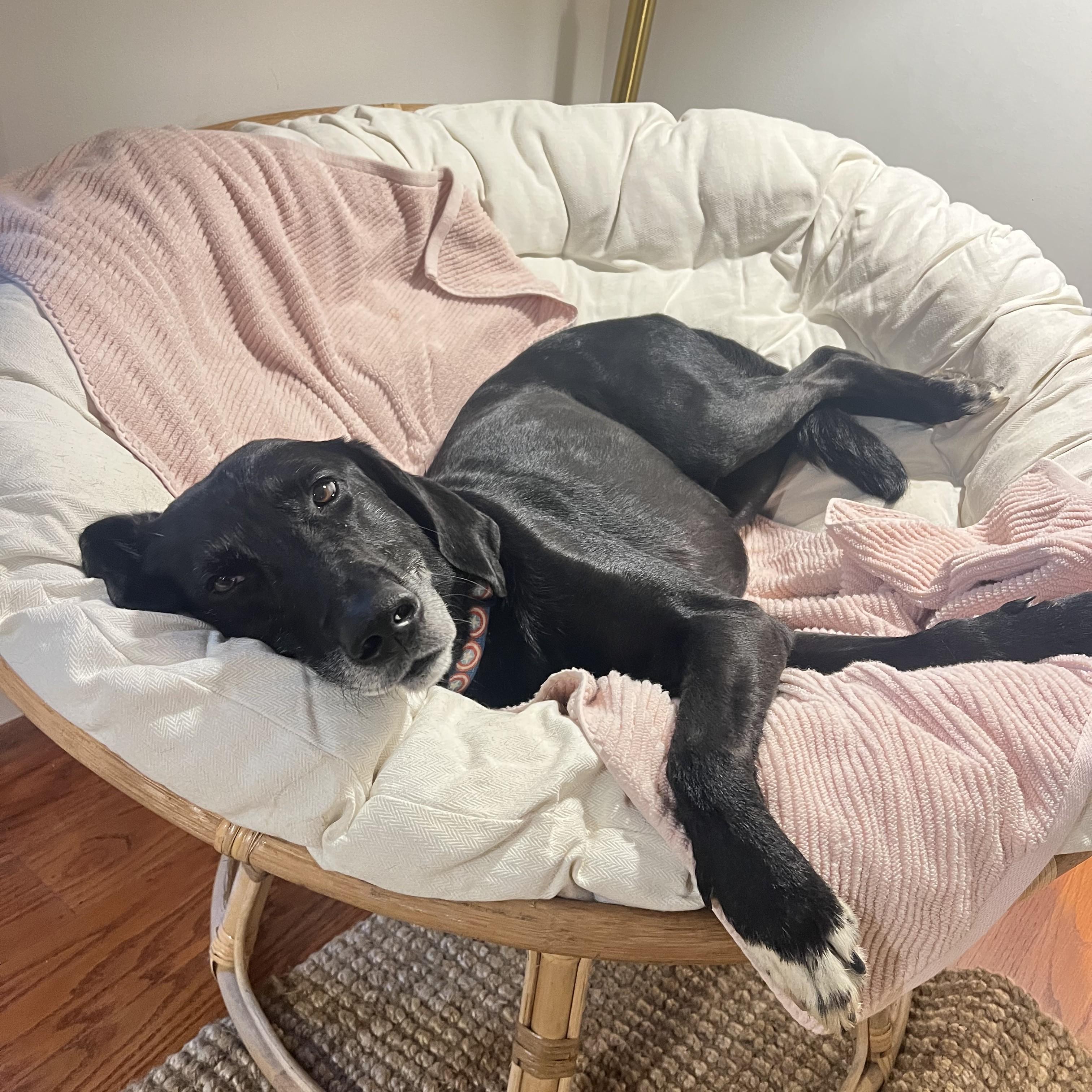 Dog for adoption - Cameron, a Labrador Retriever Mix in Howell, NJ ...