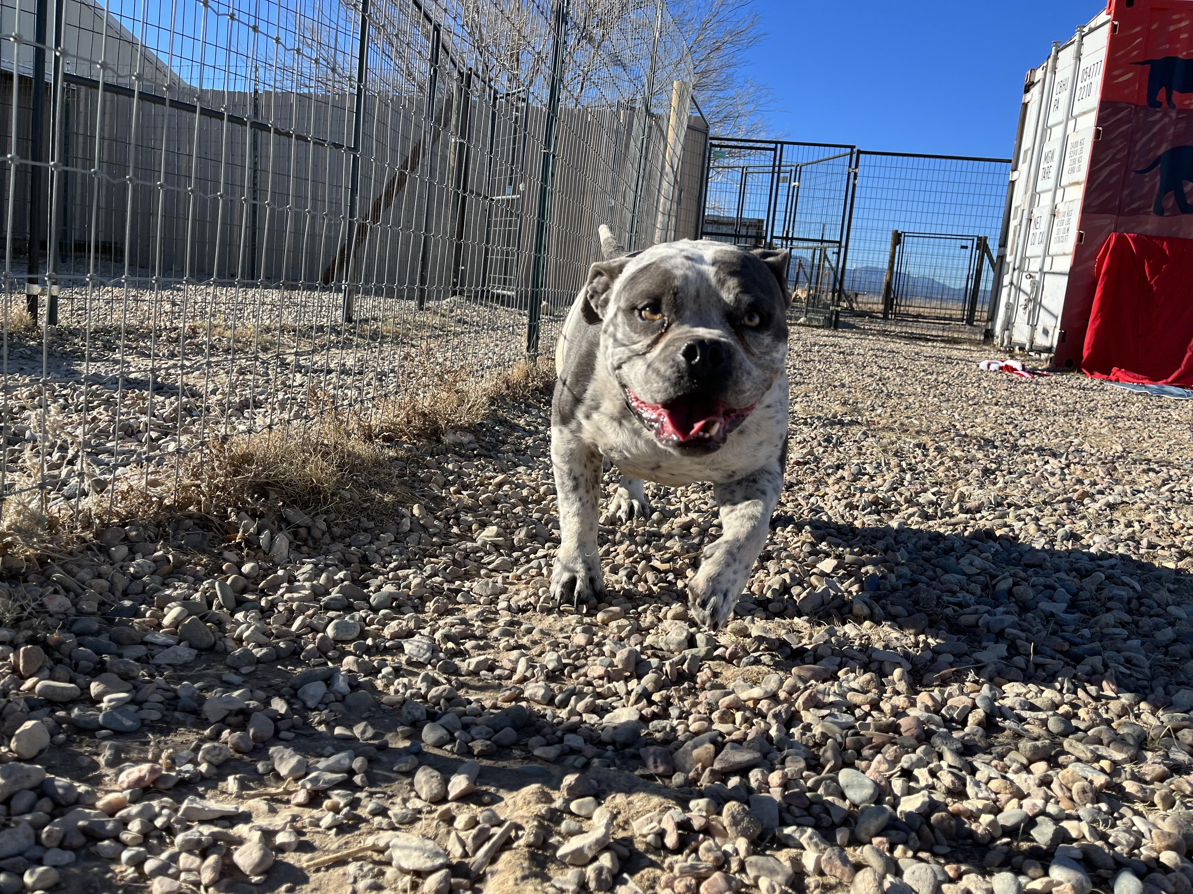 Enlarge Mando, a Adopted American Staffordshire Terrier in RYE, CO image 1/6