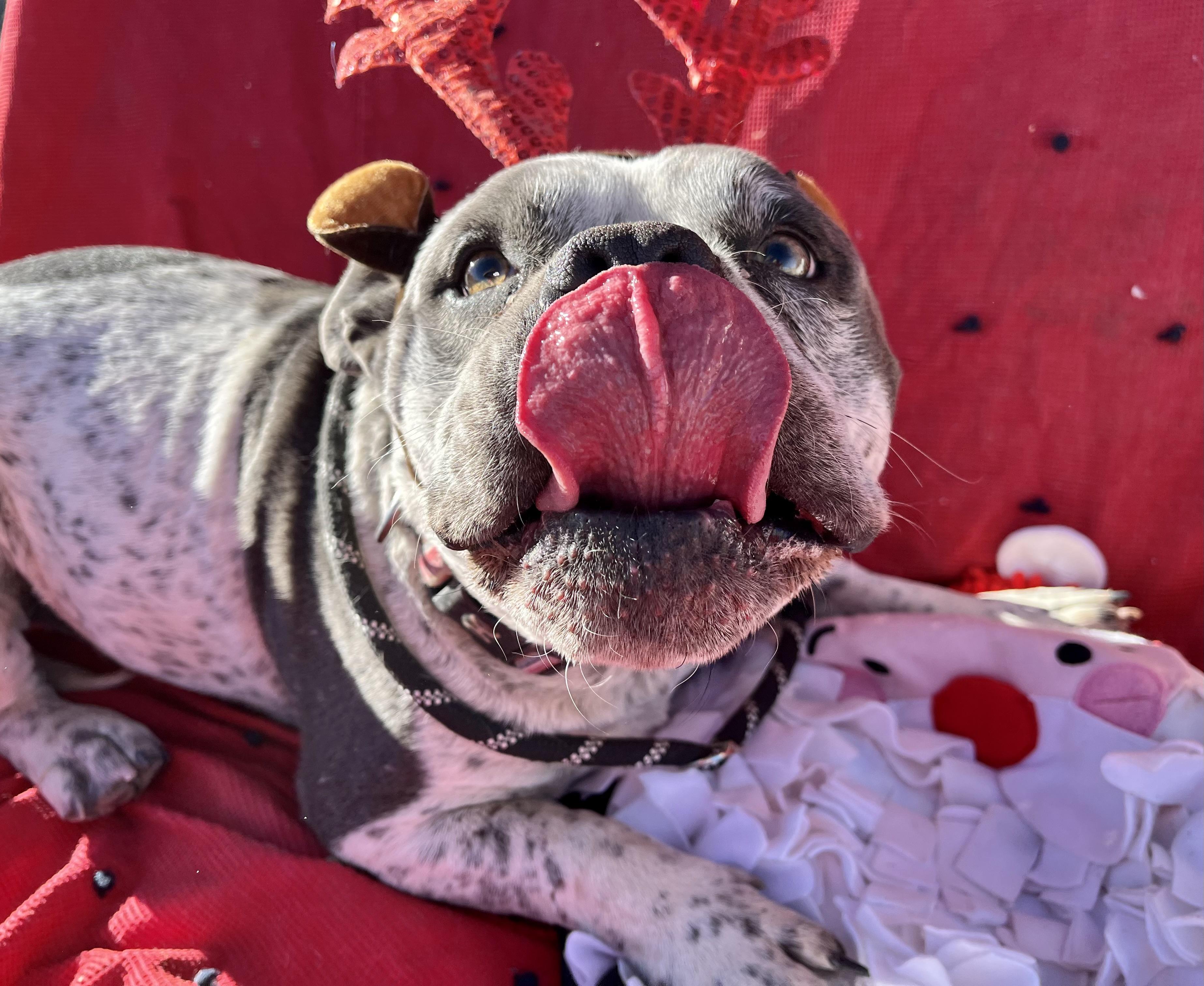 Enlarge Mando, a Adopted American Staffordshire Terrier in RYE, CO image 2/6