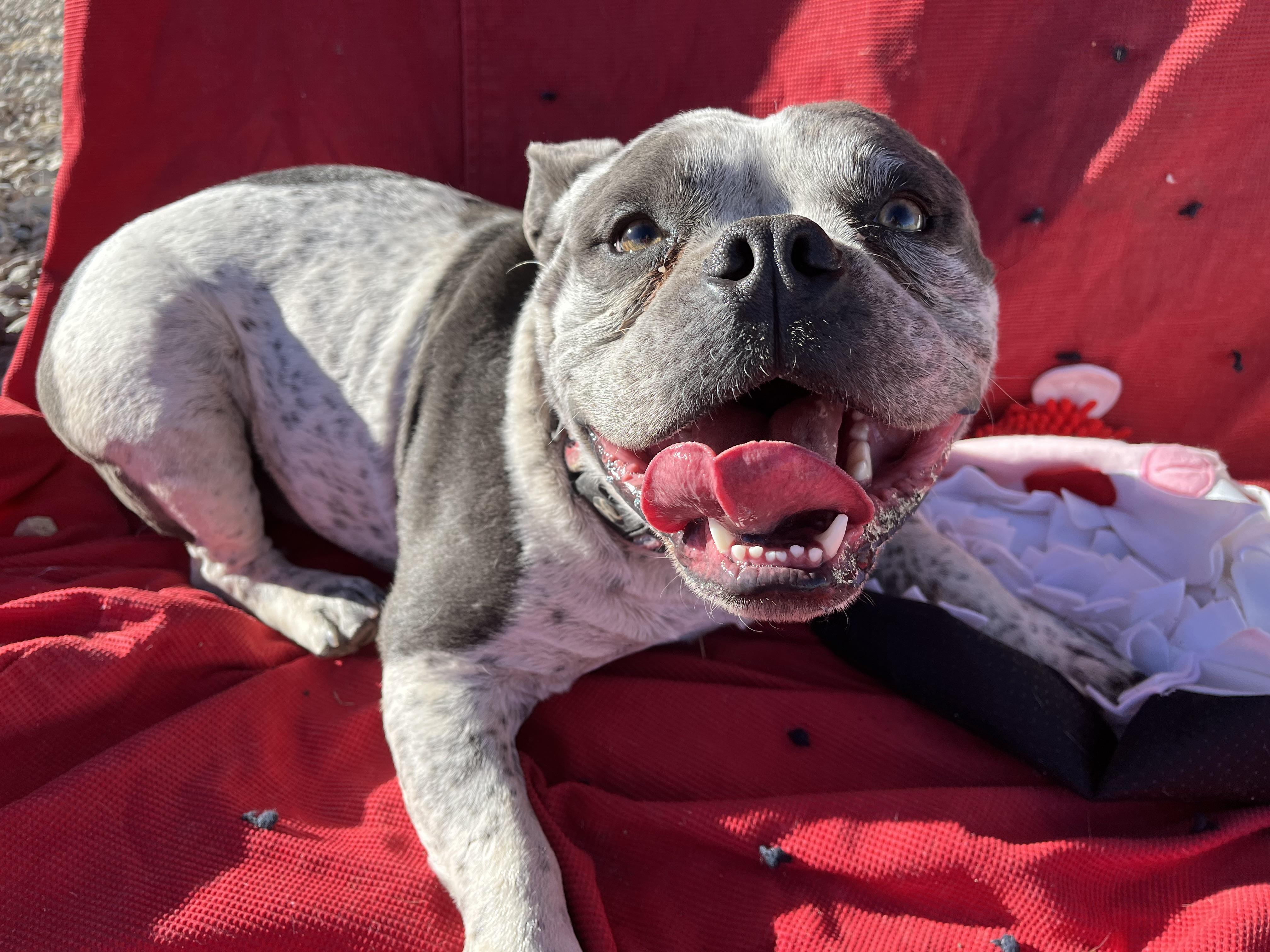 Enlarge Mando, a Adopted American Staffordshire Terrier in RYE, CO image 3/6