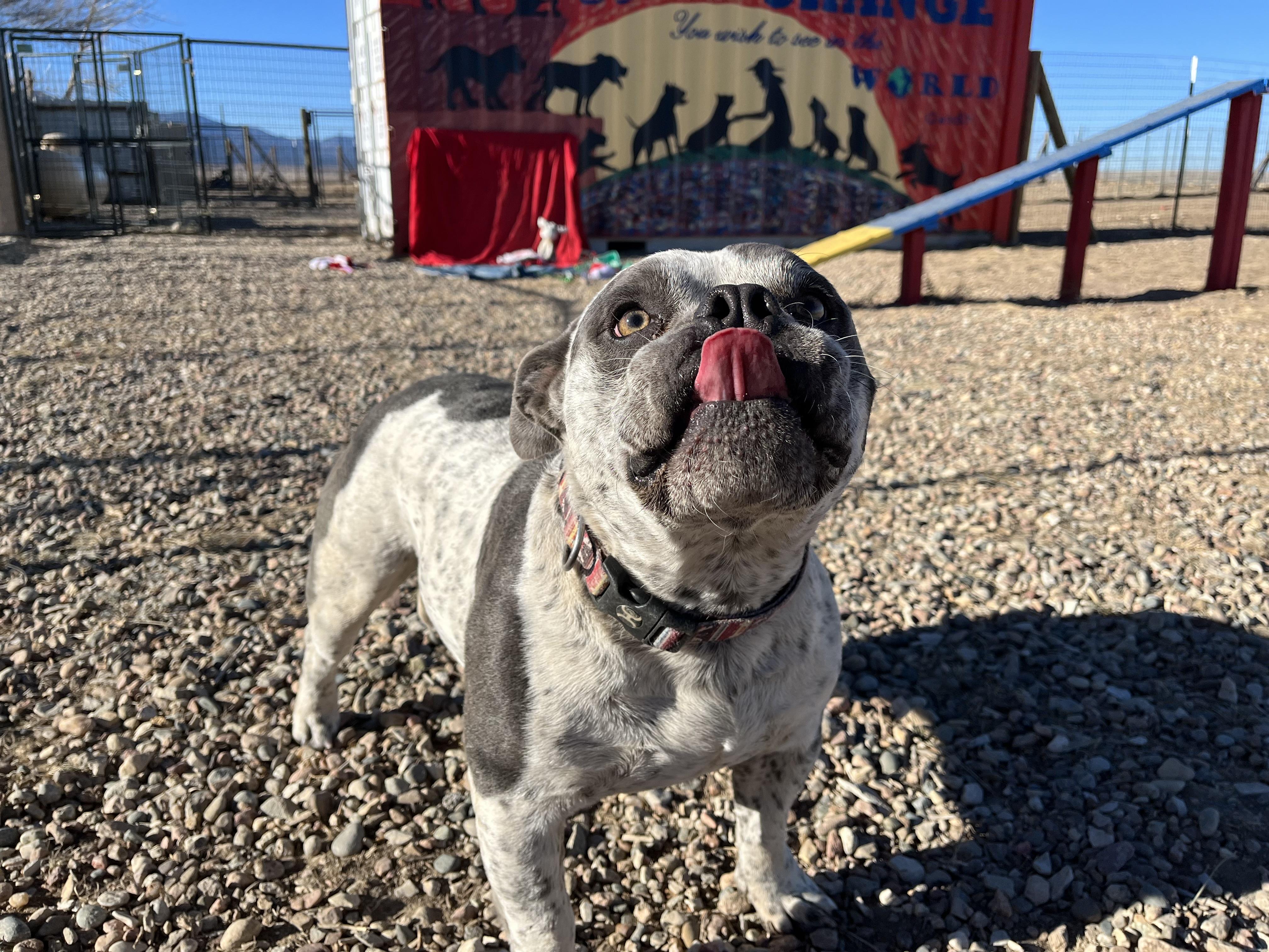 Mando, a Adopted American Staffordshire Terrier in RYE, CO image 4/6