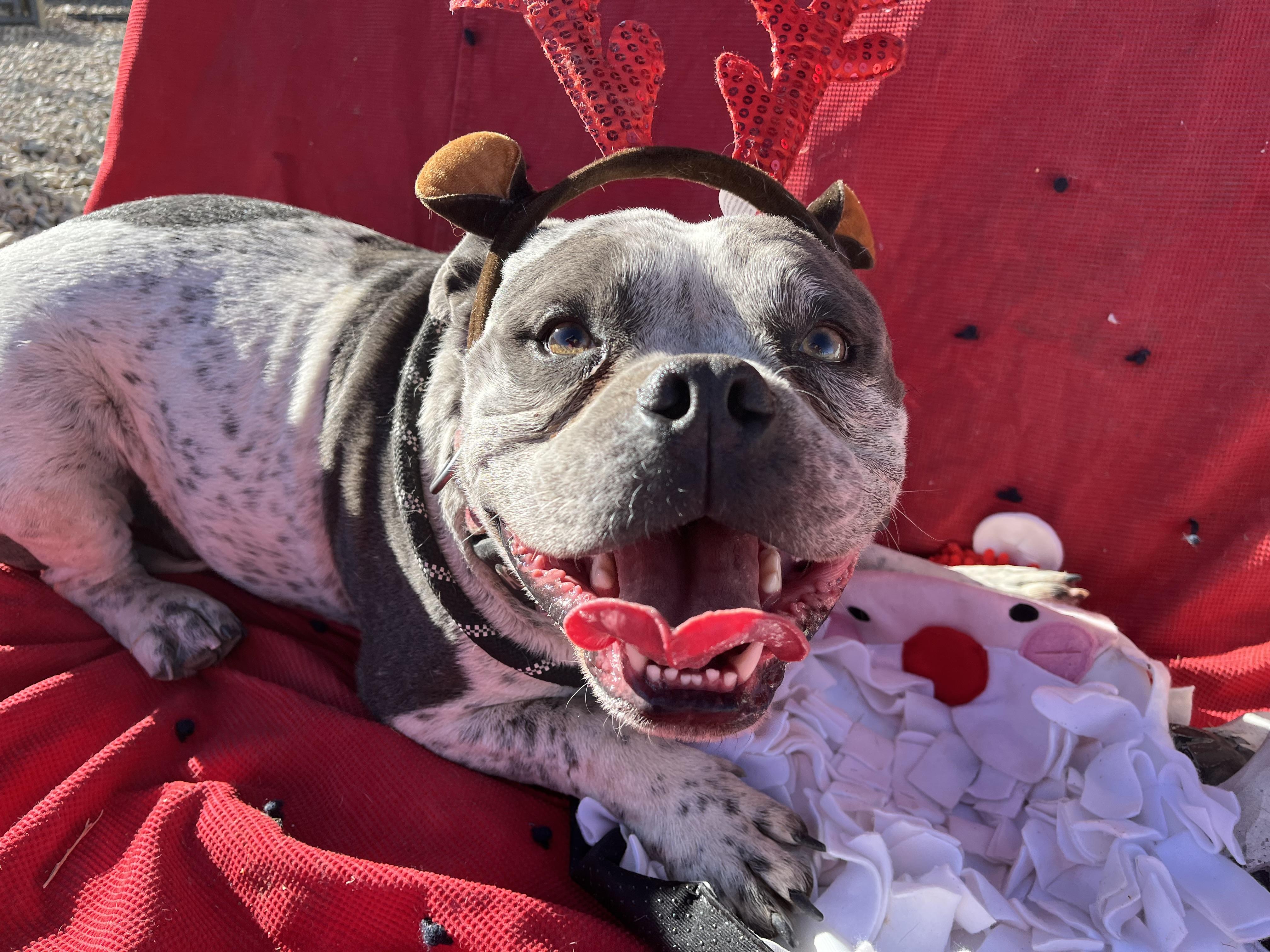 Enlarge Mando, a Adopted American Staffordshire Terrier in RYE, CO image 4/6