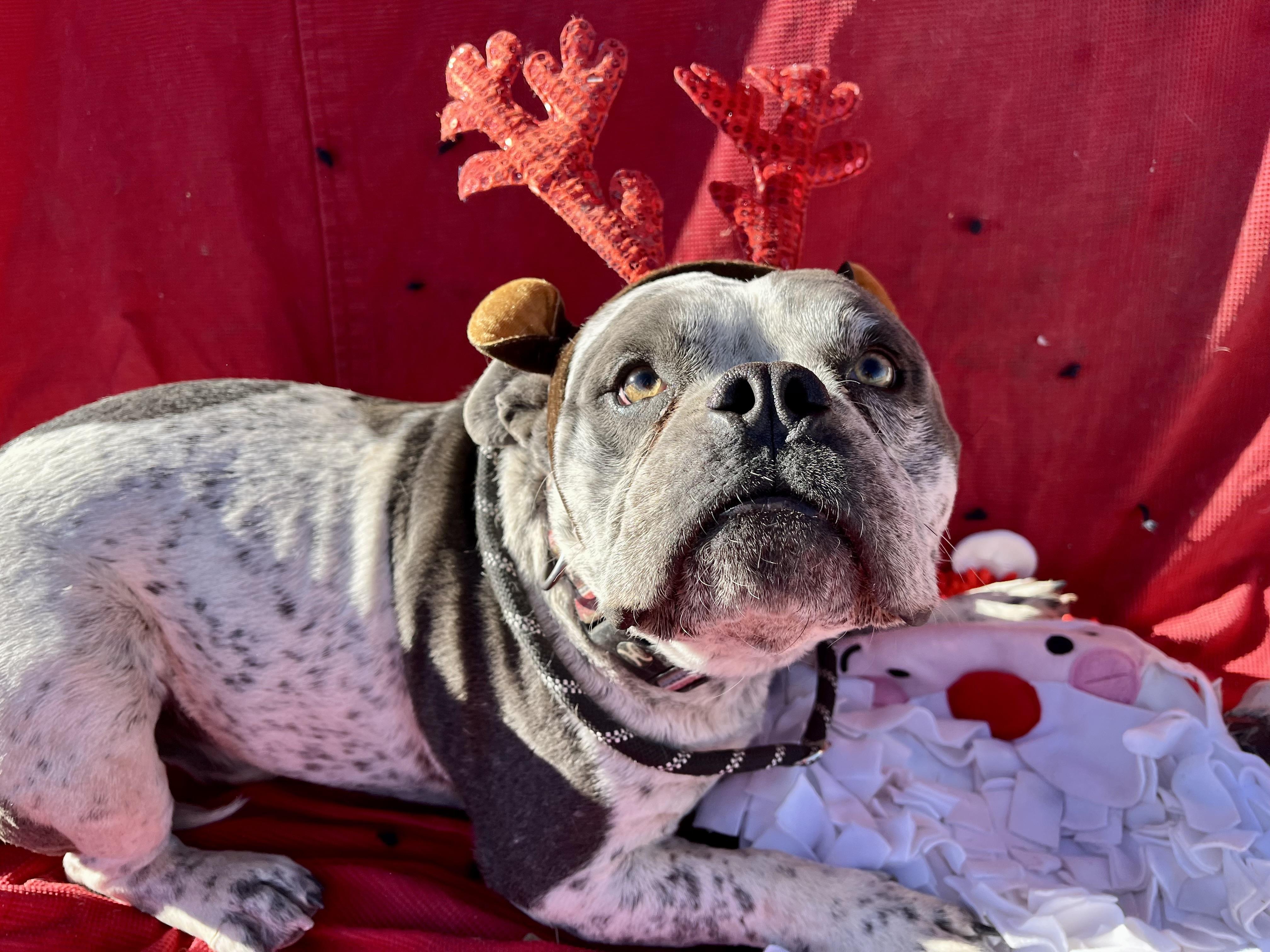 Enlarge Mando, a Adopted American Staffordshire Terrier in RYE, CO image 6/6