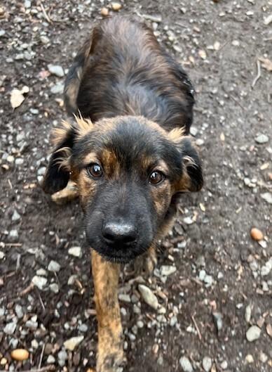 Pup Dakota thumbnail 3