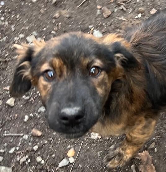 Pup Dakota thumbnail 4