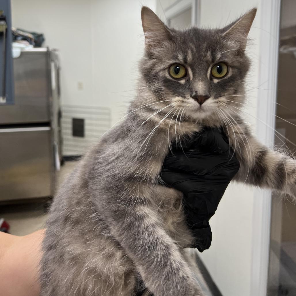 Enlarge Parker, a Adoptable Domestic Short Hair in Pekin, IL image 1/1
