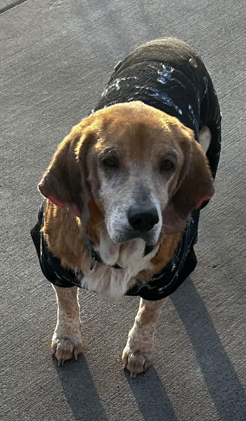 Bonnie Blue, a Adoptable mixed breed in O'Fallon, MO image 2/3