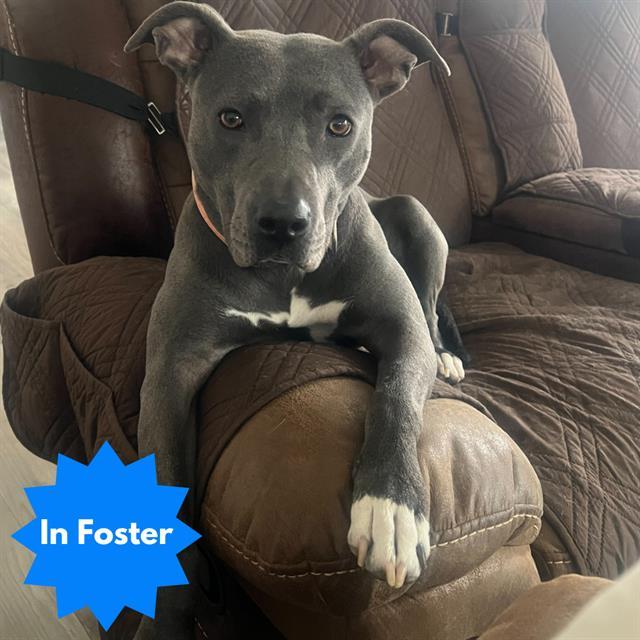 AIYONNA, Adoptable, Young Female Pit Bull Terrier & Mixed Breed.