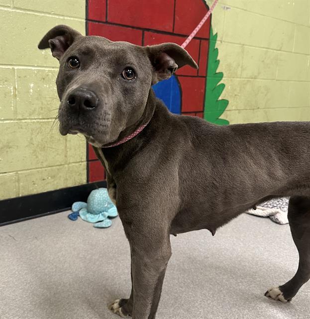 AIYONNA, Adoptable, Young Female Pit Bull Terrier & Mixed Breed.