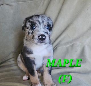 Enlarge Maple, an adopted mixed breed in Aurora, IL image 1/1
