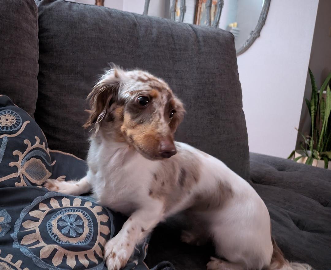 Enlarge Gemma, a ADOPTABLE Dachshund (Miniature Long Haired) in Mary Esther, FL image 3/3