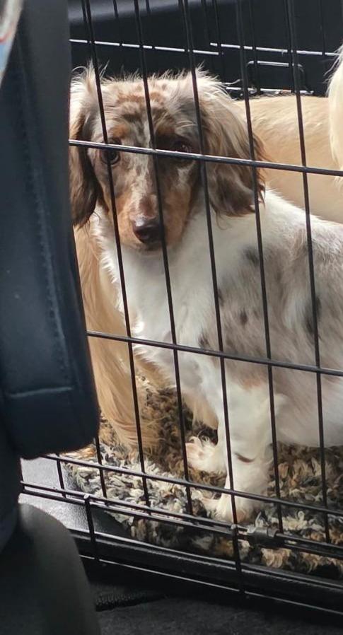 Enlarge Gemma, a ADOPTABLE Dachshund (Miniature Long Haired) in Mary Esther, FL image 2/3
