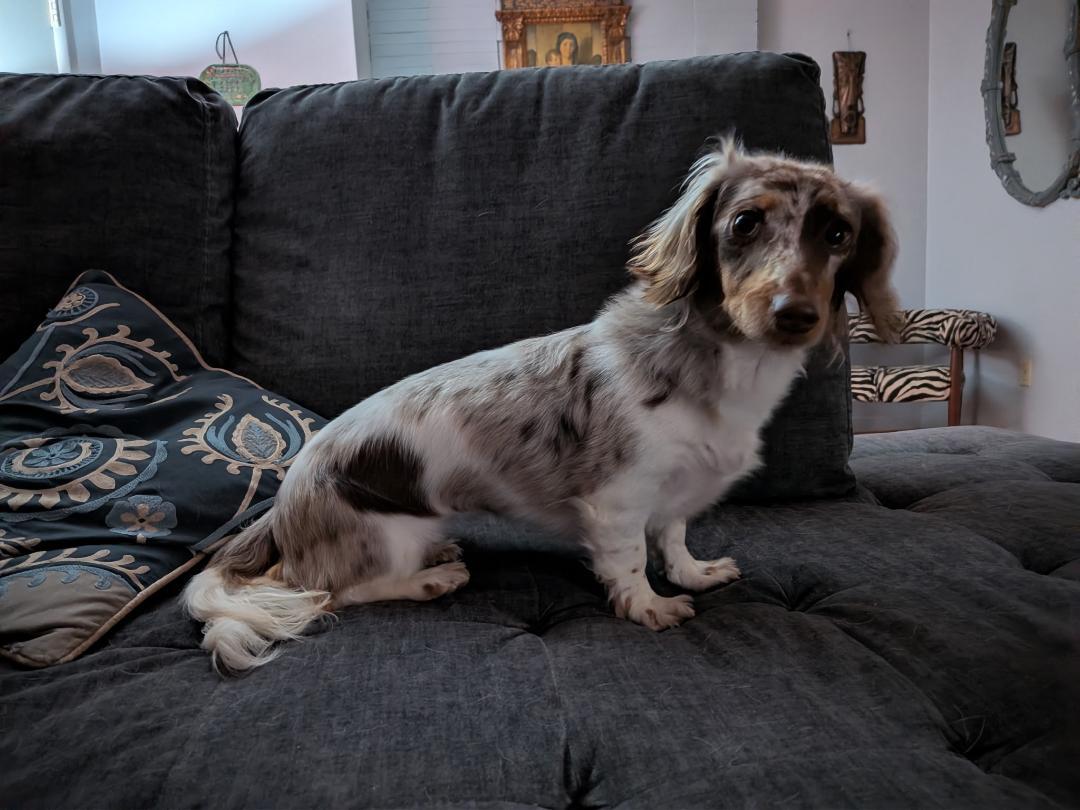 Gemma, ADOPTABLE, Young Female Dachshund (Miniature Long Haired).
