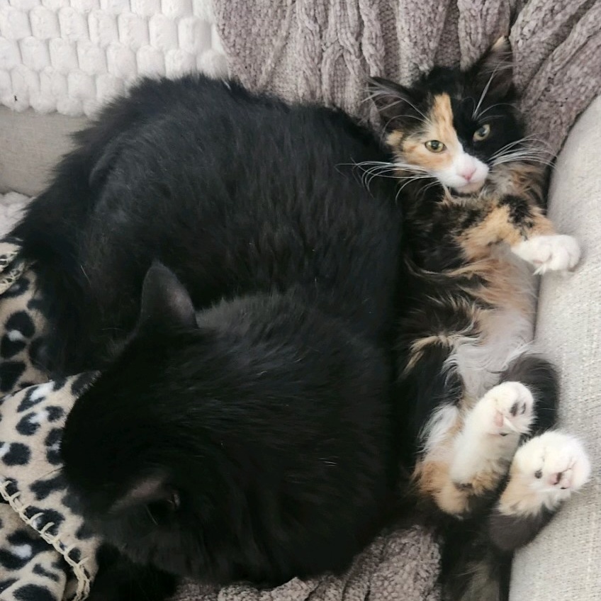 Cat for adoption Rosie, a Domestic Medium Hair in Lansing, MI Petfinder