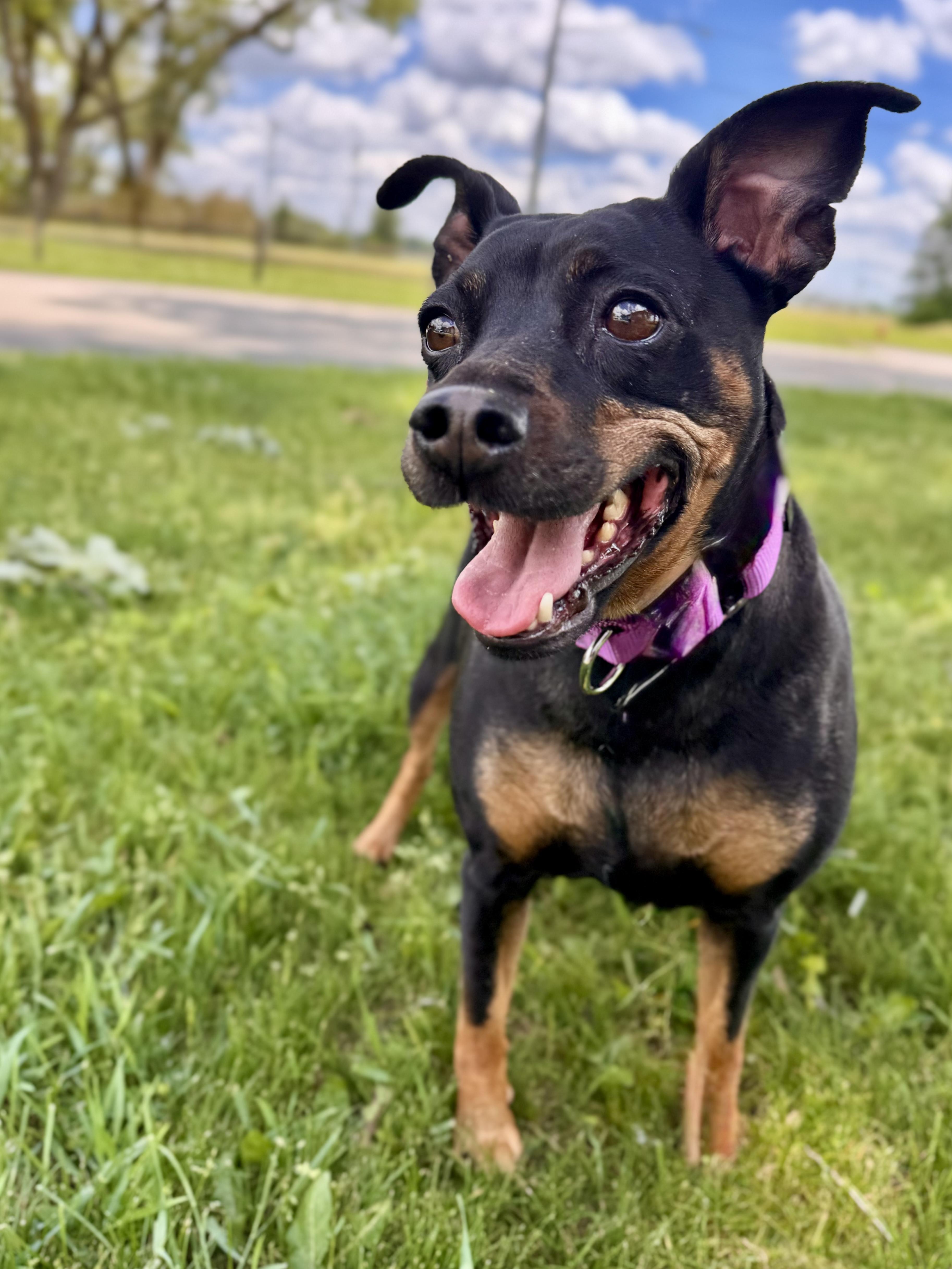 Kari, a ADOPTABLE mixed breed in Midland, MI image 2/4