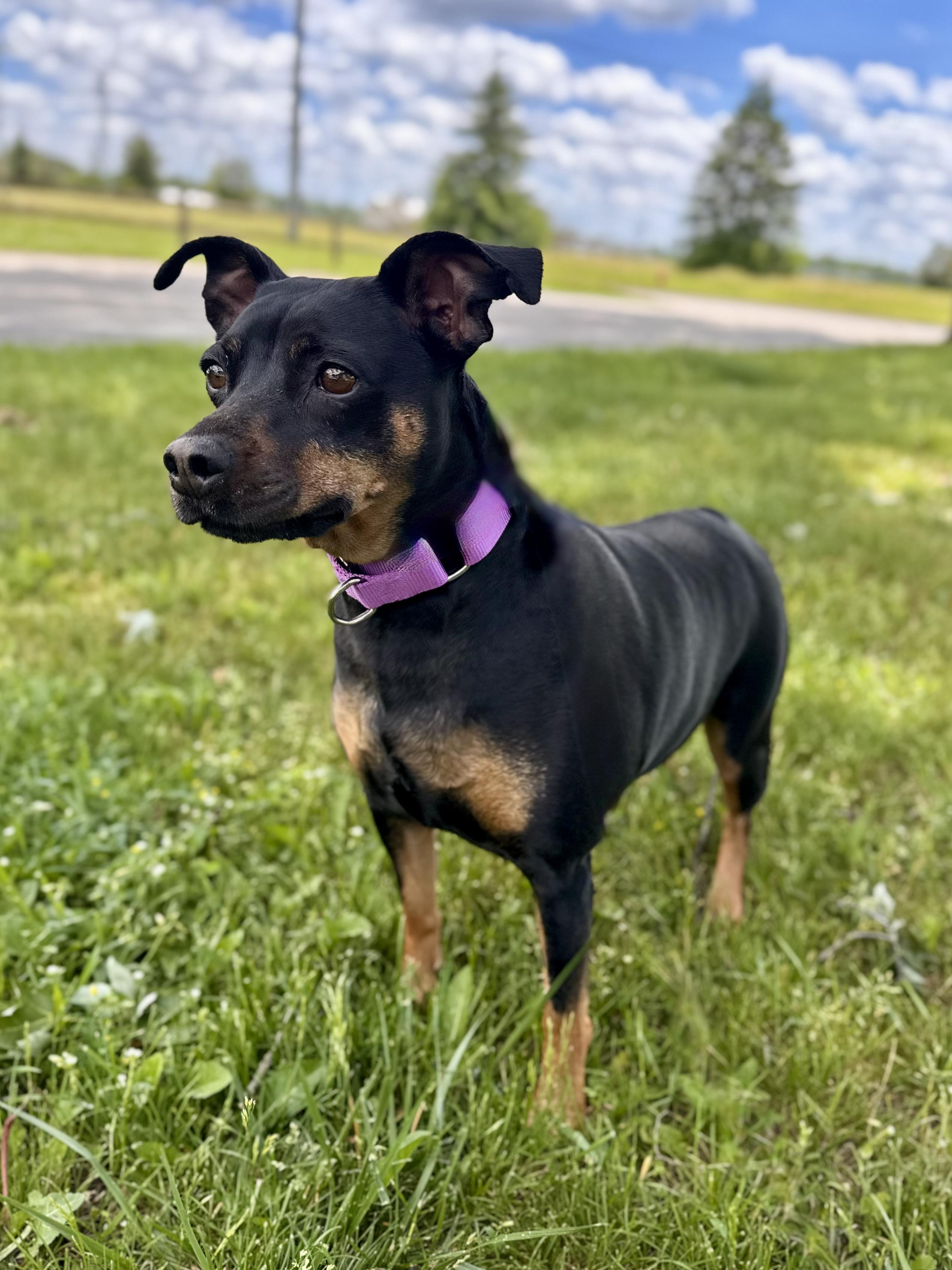 Kari, a ADOPTABLE mixed breed in Midland, MI image 4/4