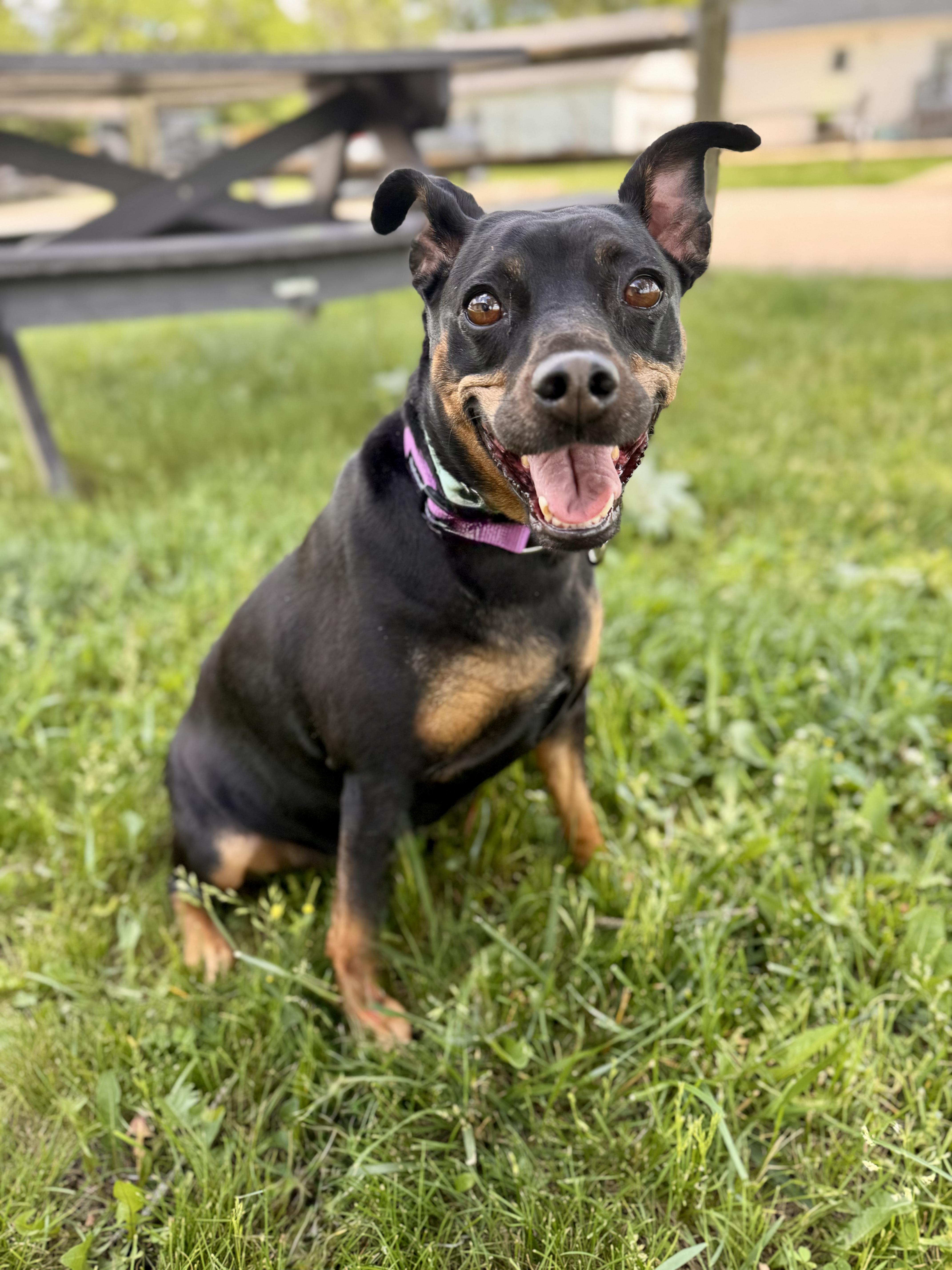 Kari, a ADOPTABLE mixed breed in Midland, MI image 1/4