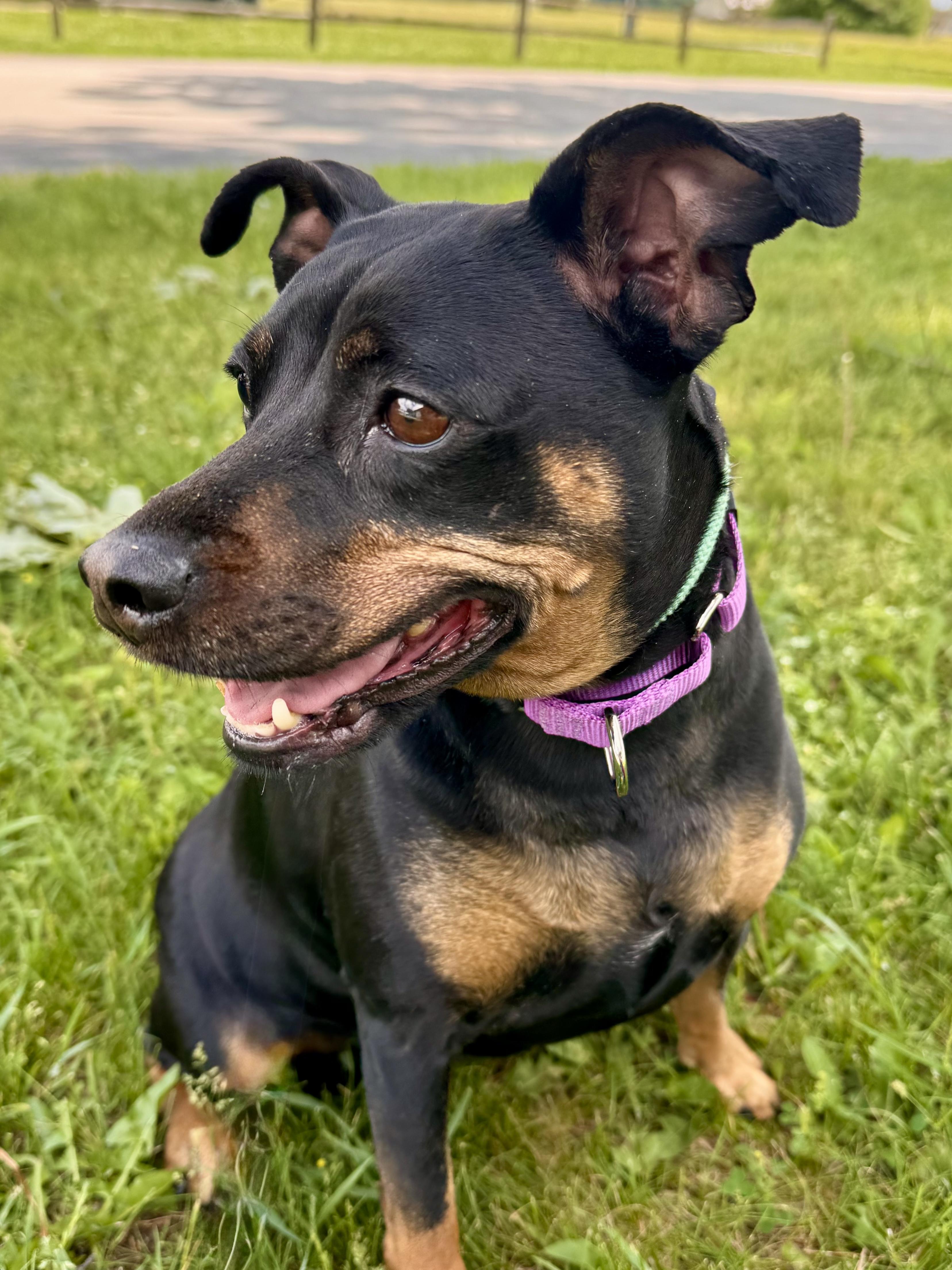 Kari, a ADOPTABLE mixed breed in Midland, MI image 3/4