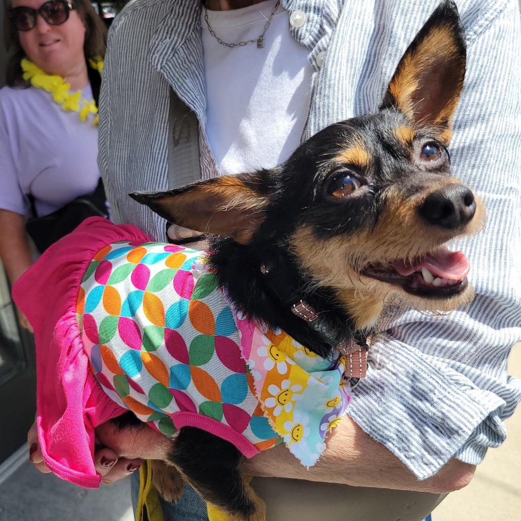 Enlarge Missy, a Adoptable Chihuahua in La Grange, KY image 2/6