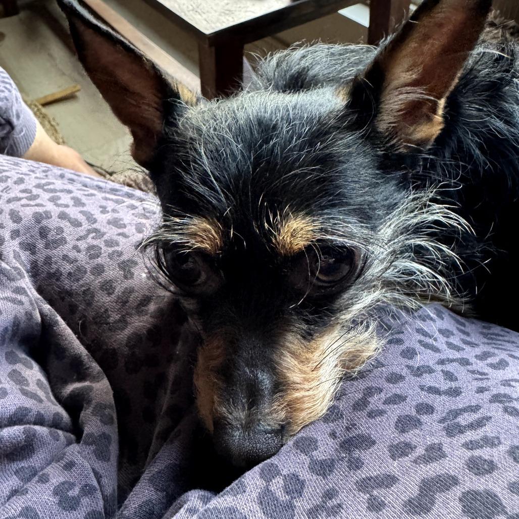 Missy, Adoptable, Adult Female Chihuahua.