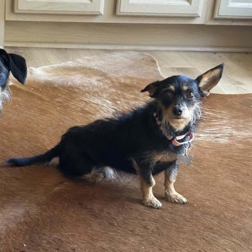 Enlarge Missy, a Adoptable Chihuahua in La Grange, KY image 4/6