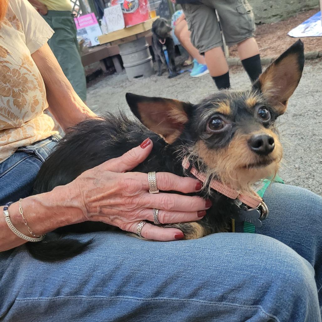 Missy, a Adoptable Chihuahua in La Grange, KY image 2/4