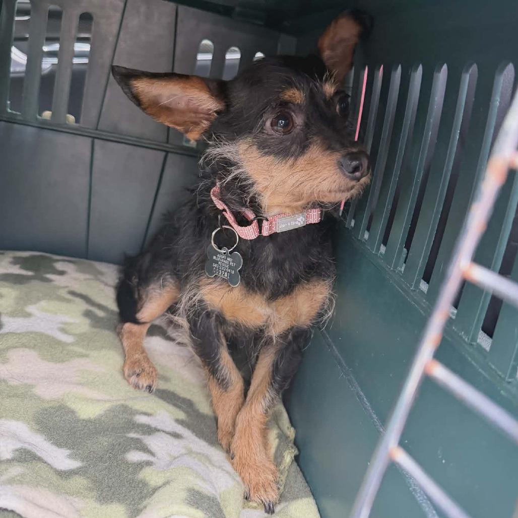 Missy, a Adoptable Chihuahua in La Grange, KY image 3/4