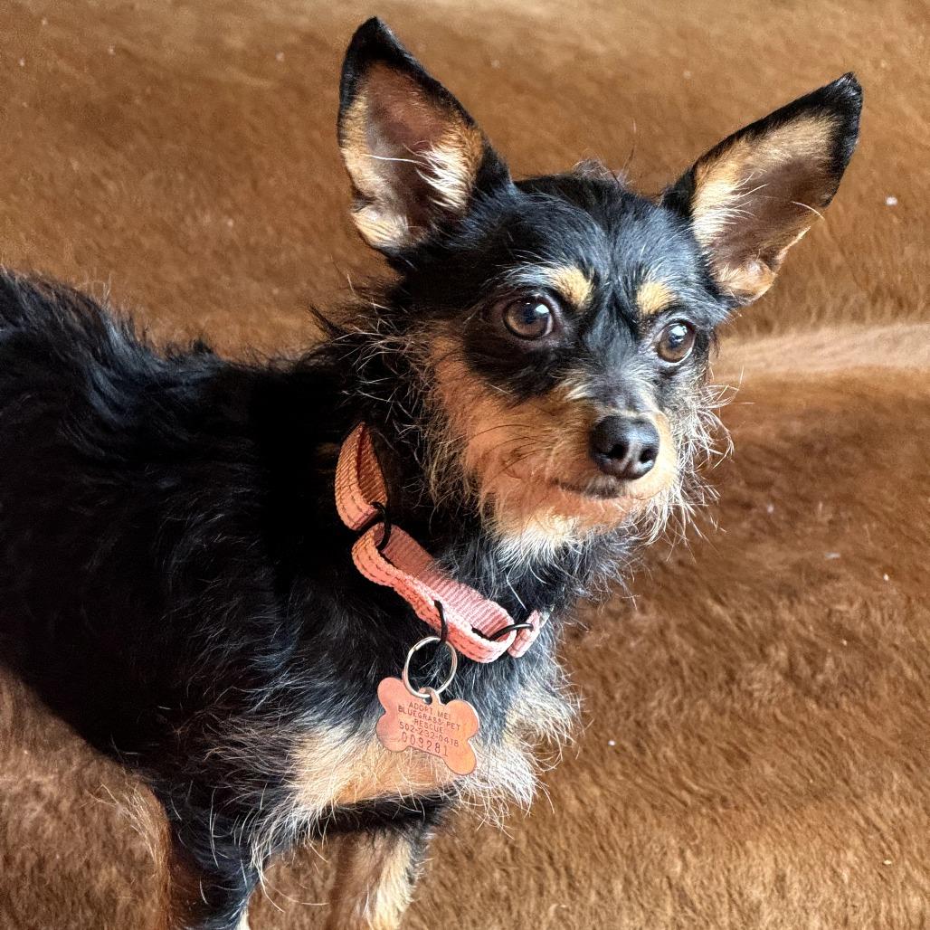 Missy, a Adoptable Chihuahua in La Grange, KY image 4/4