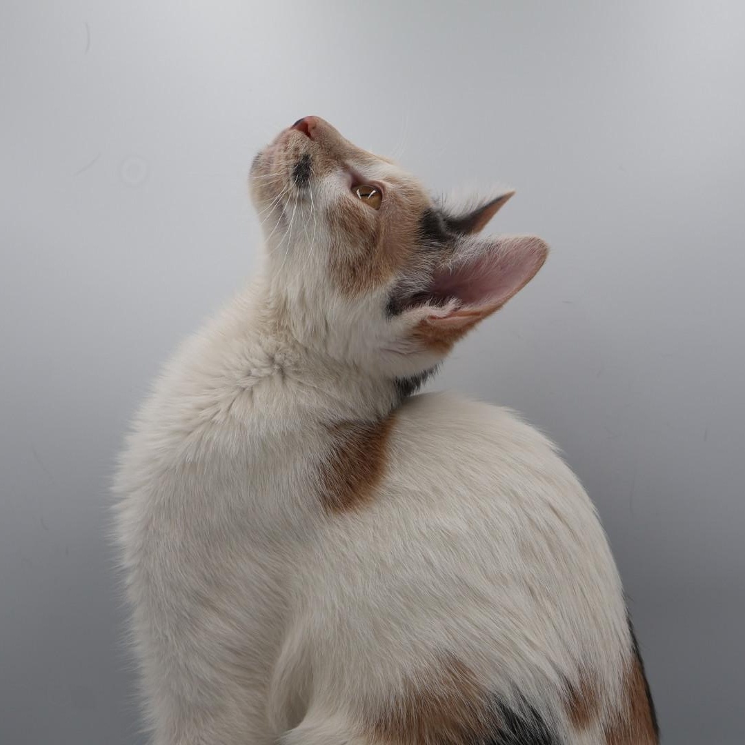 Enlarge Jasnah, an adopted mixed breed in Springfield, MO image 4/5