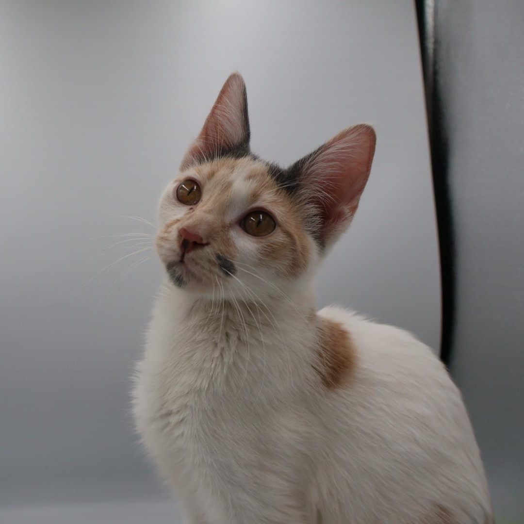 Enlarge Jasnah, an adopted mixed breed in Springfield, MO image 2/5