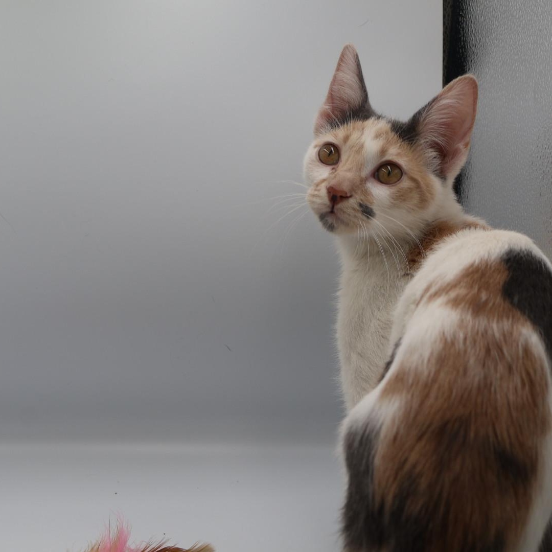 Enlarge Jasnah, an adopted mixed breed in Springfield, MO image 3/5