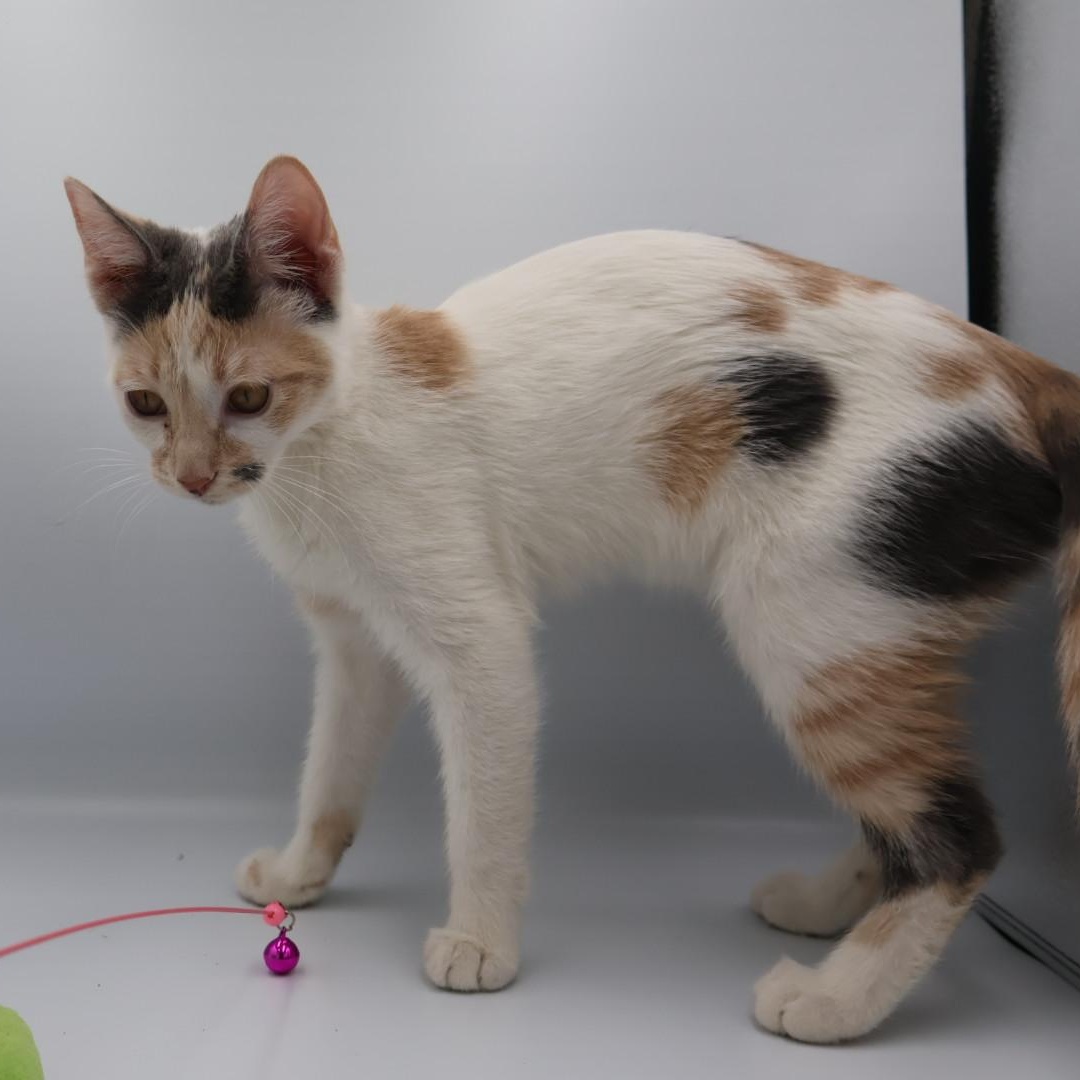 Enlarge Jasnah, an adopted mixed breed in Springfield, MO image 5/5