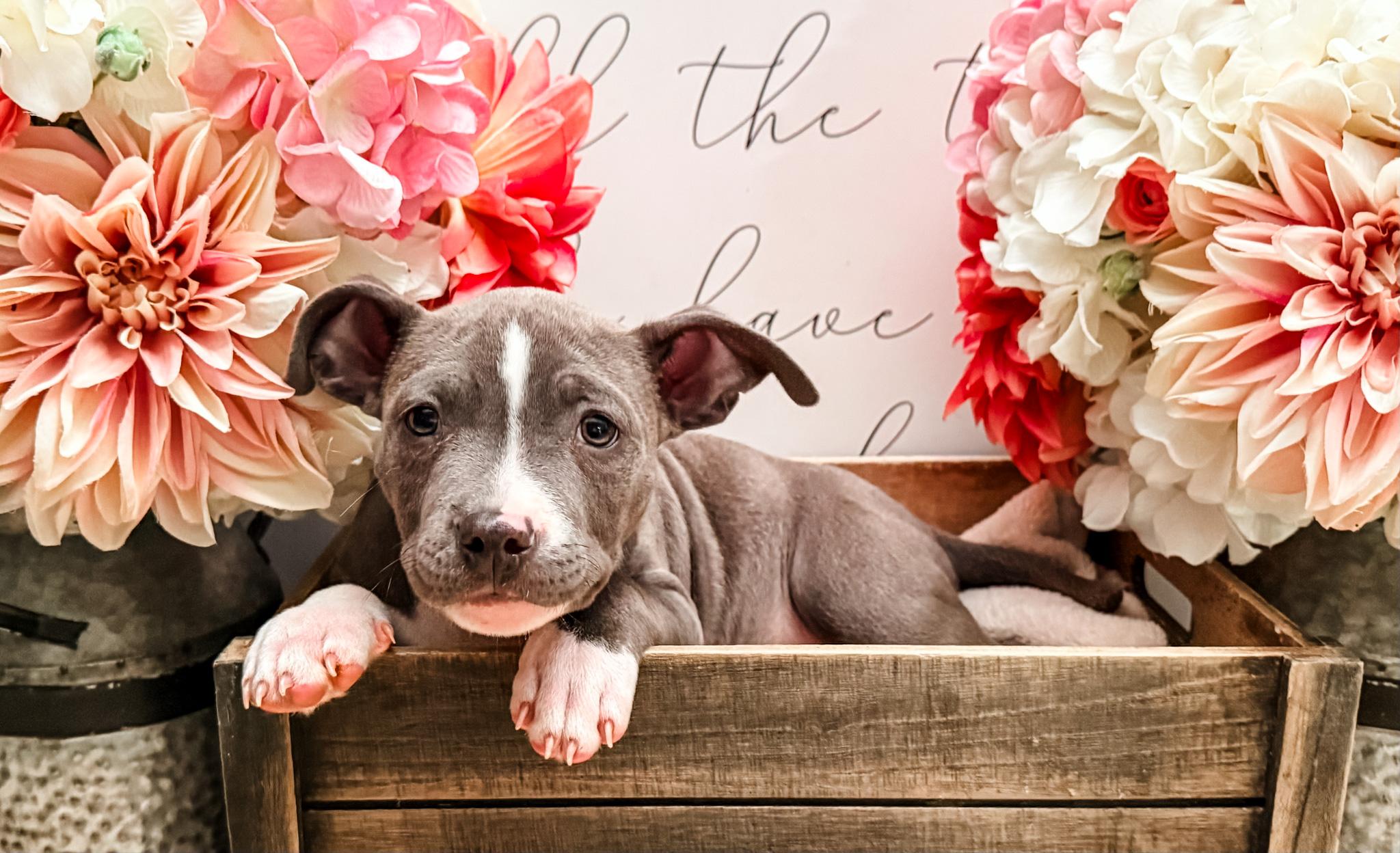 Sabbath, a Adoptable mixed breed in Newberg, OR image 1/4