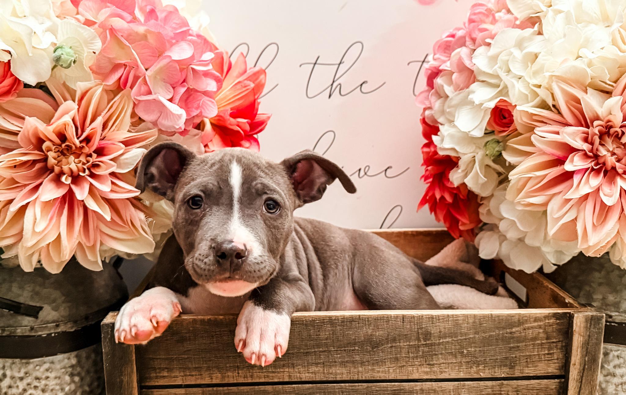 Sabbath, a Adoptable mixed breed in Newberg, OR image 2/4